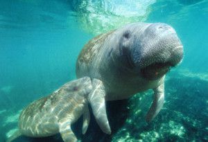 manatee1